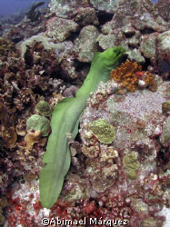 Green Moray, Alice in Wonderland, Bonaire by Abimael Márquez 